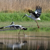 瑞鳥 … 飛翔