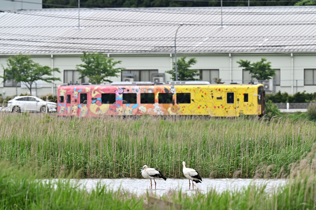 瑞鳥　