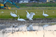 白鳥の田んぼ