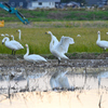 白鳥の田んぼ