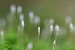 苔の世界