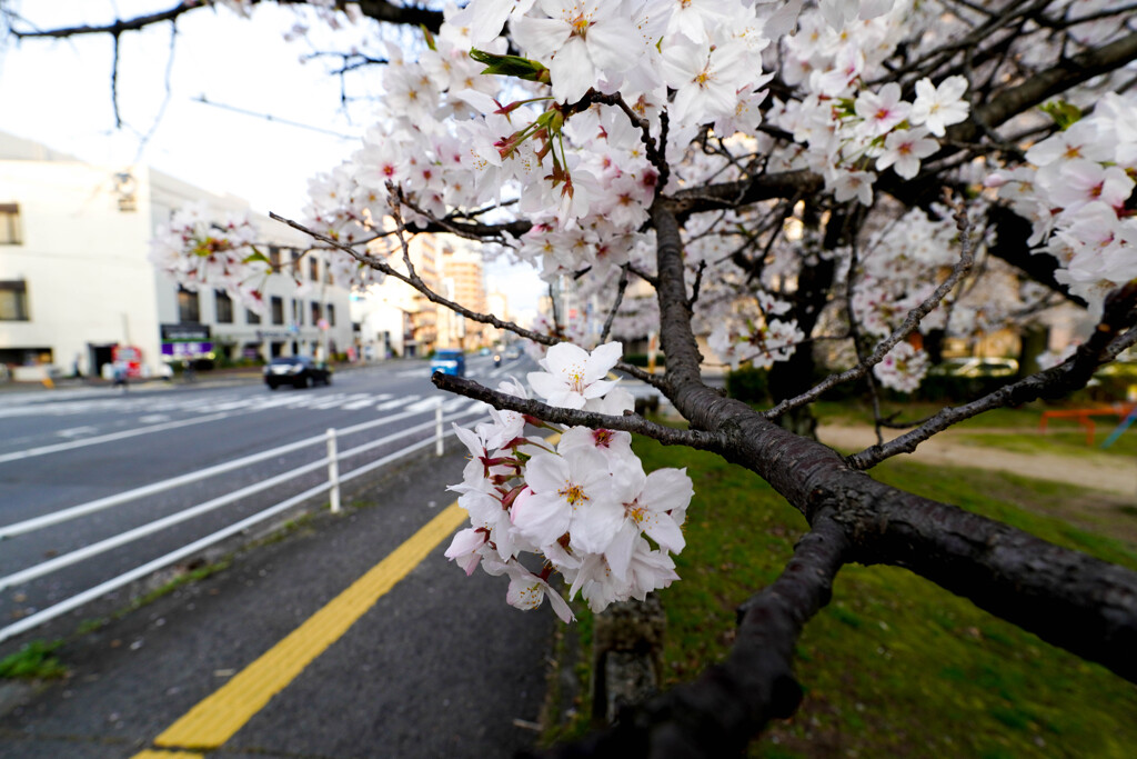 桜咲く