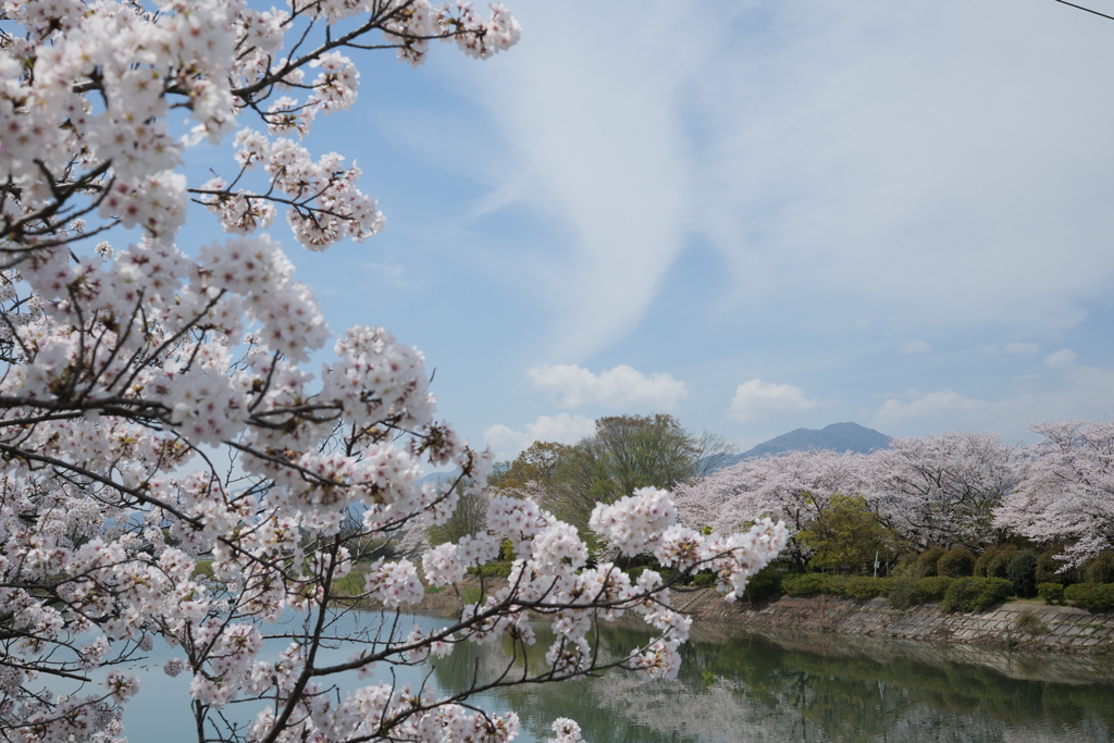 松阪の桜