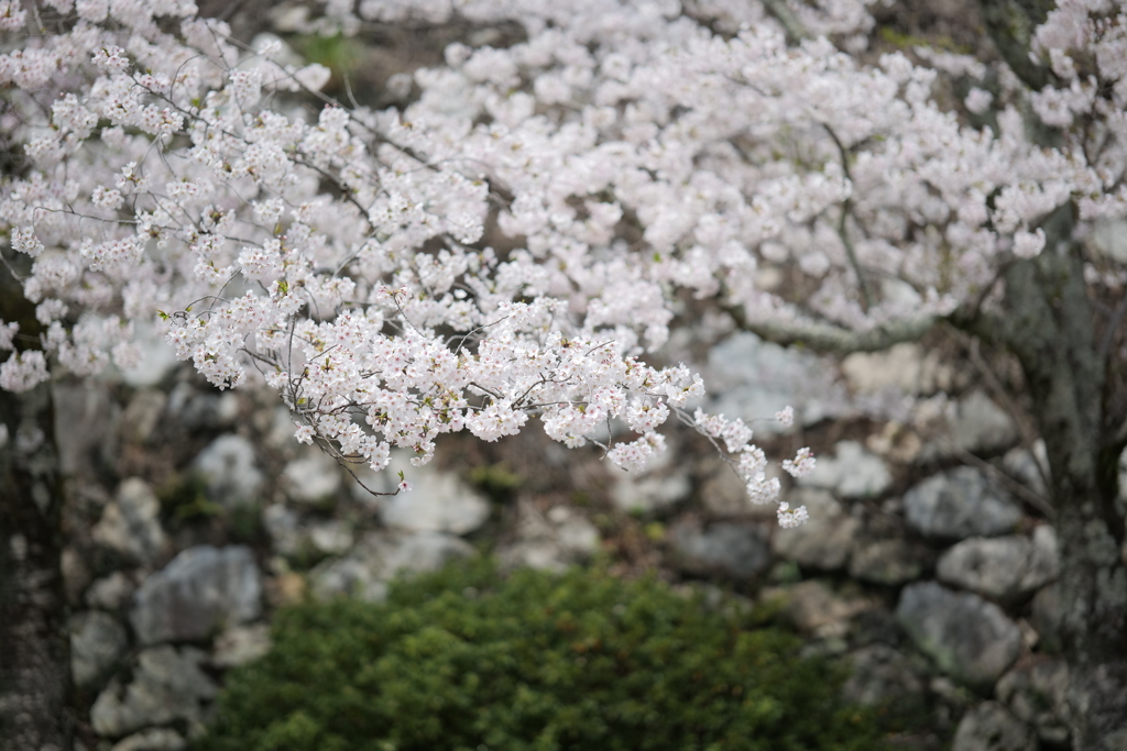 松阪城の桜