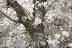 松阪城の桜