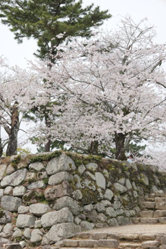 松阪城の桜