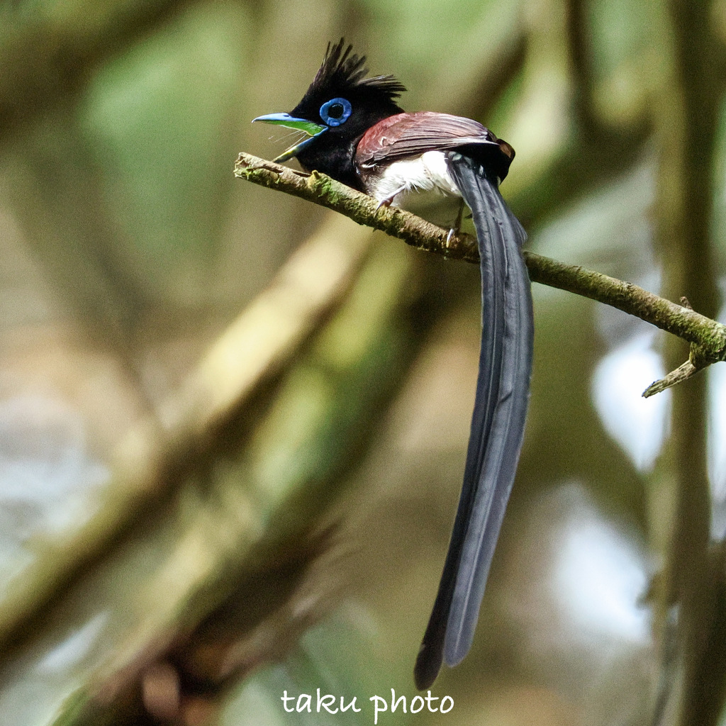 サンコウチョウ