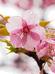 雨桜