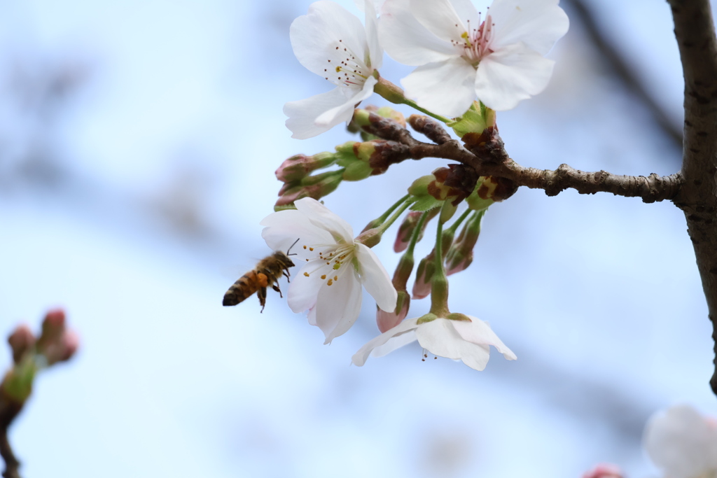 ハチ専用スタバ