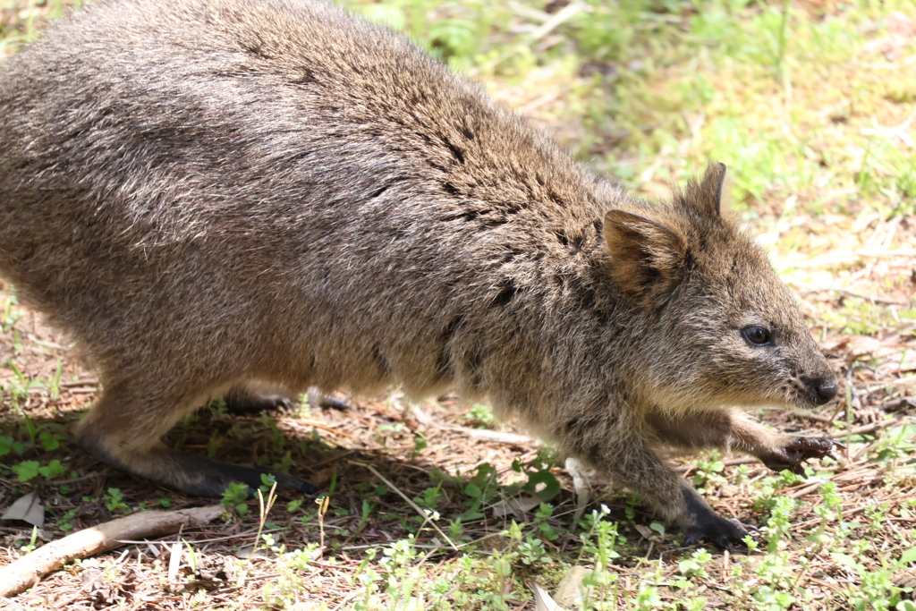 世界一幸せな動物、始動！