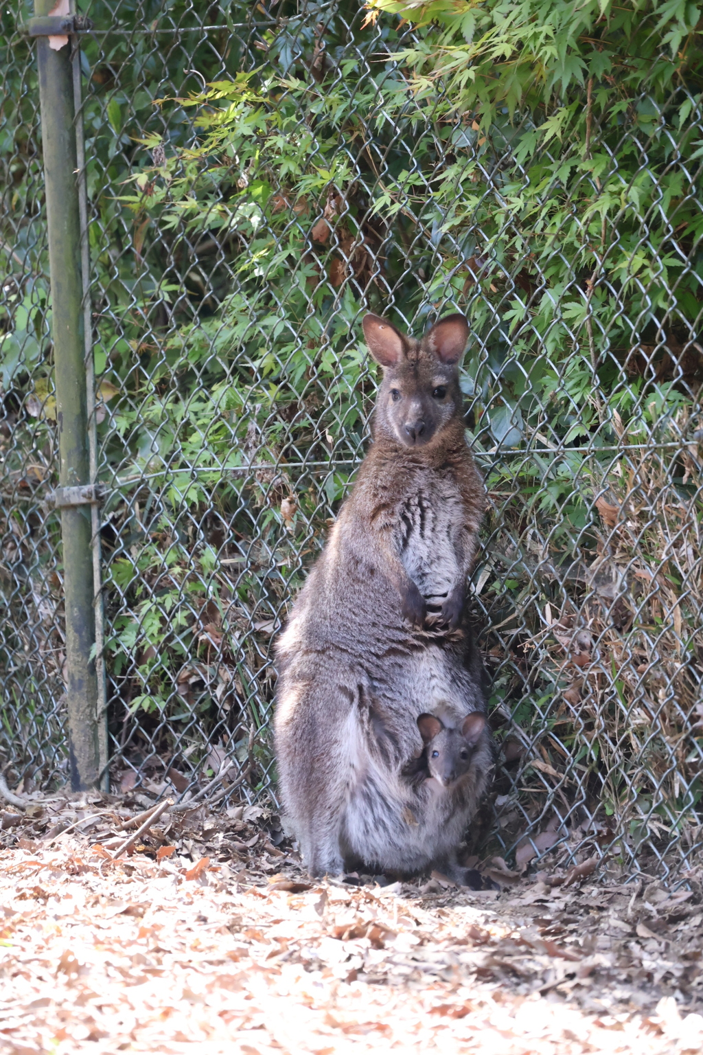 親子の気になるところ