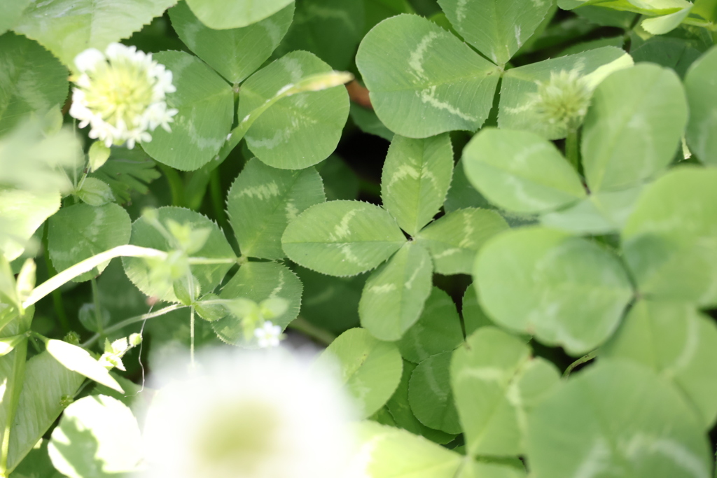 四葉のかくれんぼ