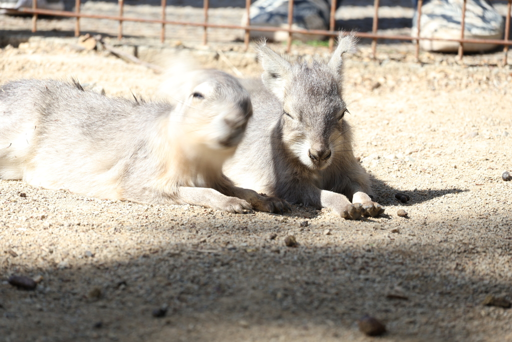 「静」と「動」