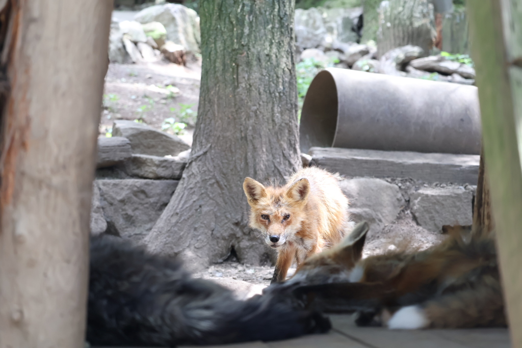 狐との出会い