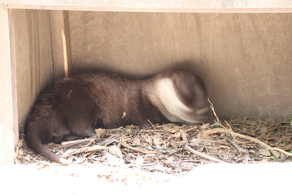 カワウソも花粉症？