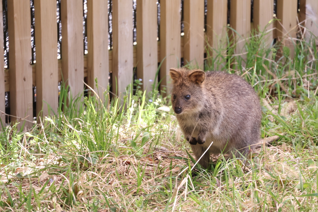 クォッカのちょぼん…かわいい