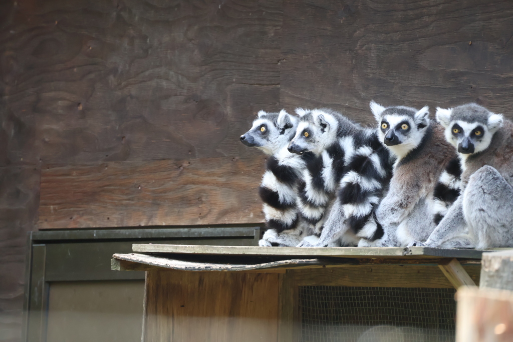 キツネザル4兄弟