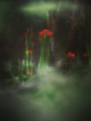 幻魔花