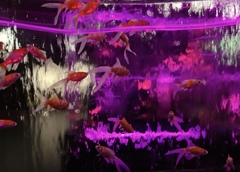 金魚乱舞