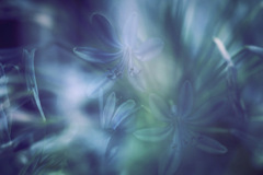 朧月華
