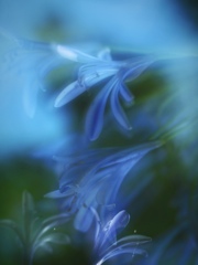 幻蒼華