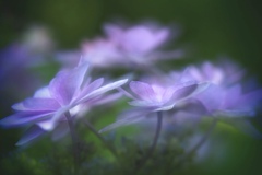 淡色の揺らぎ