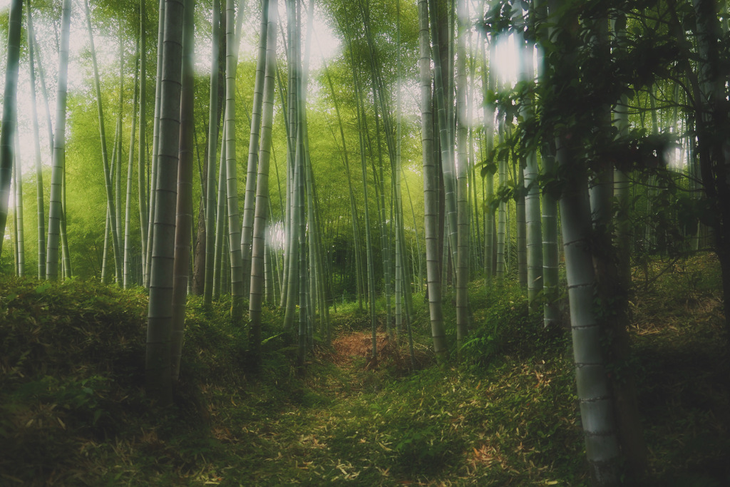 竹林2