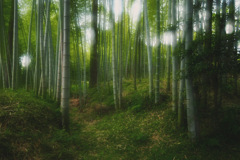 竹林1