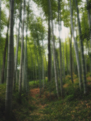 竹林3