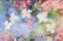 虹色紫陽花