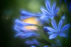 淡蒼華