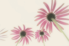 和風華