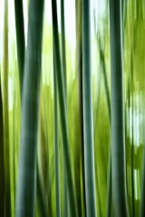 竹林