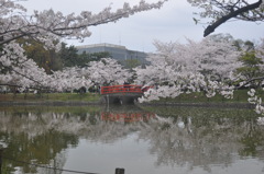 桜まつり