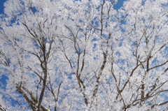 雪花