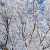 雪花