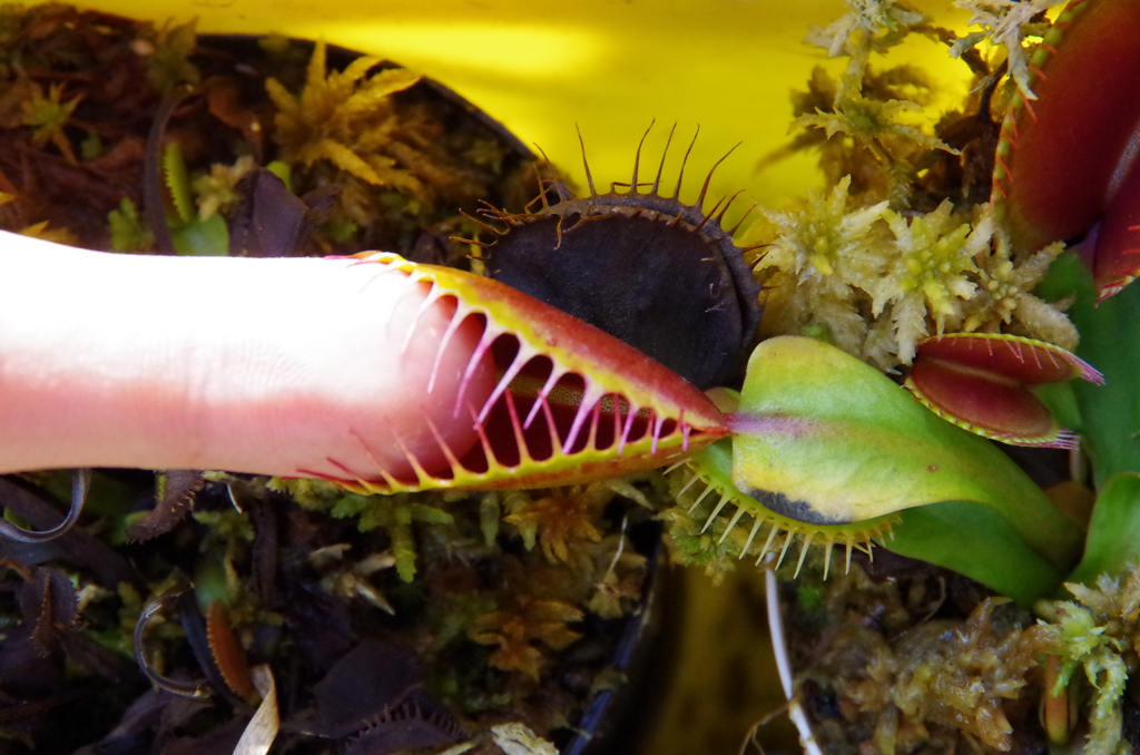 リトルショップホラー　食肉植物