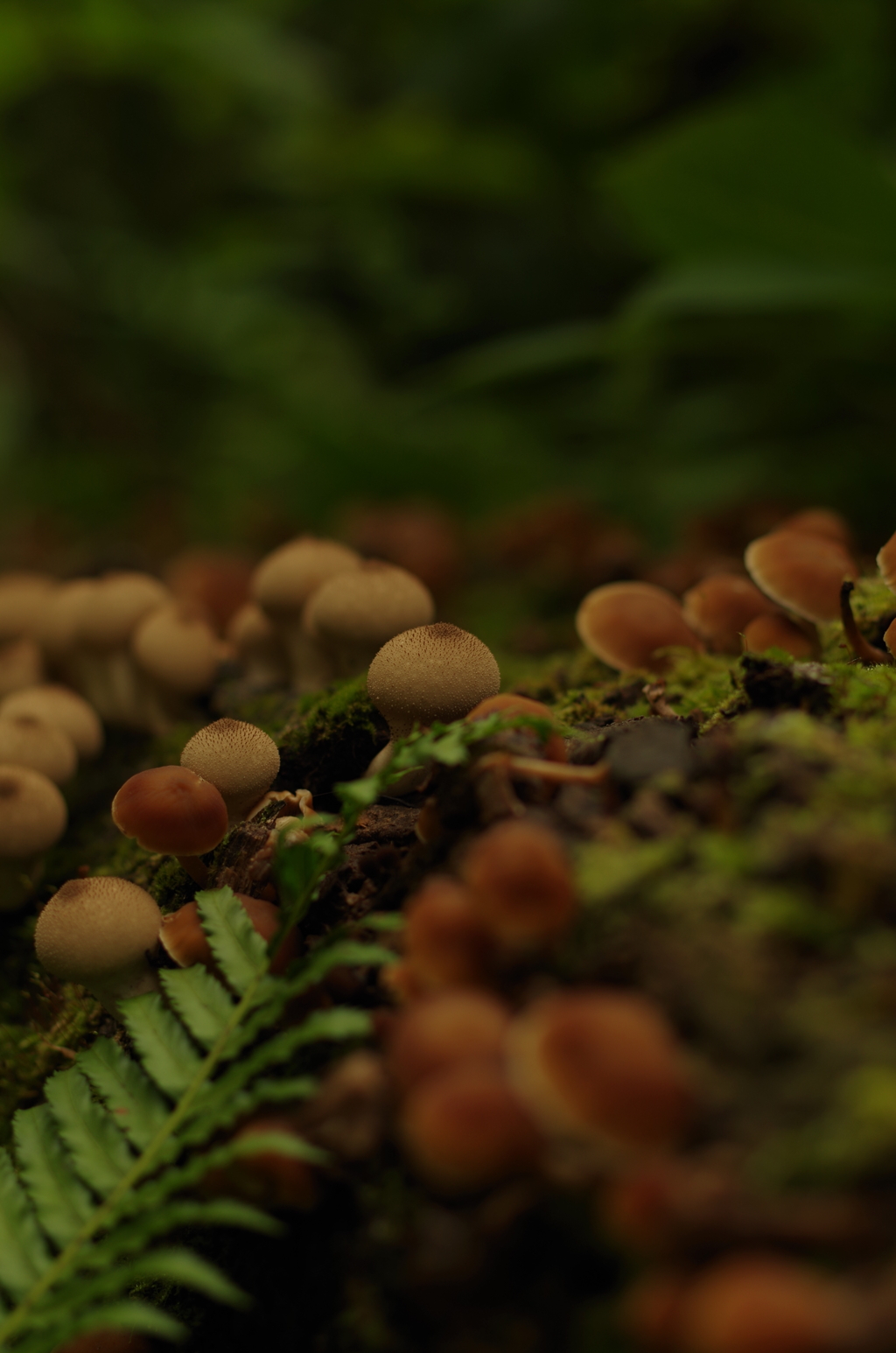 きのこの群れに遭遇