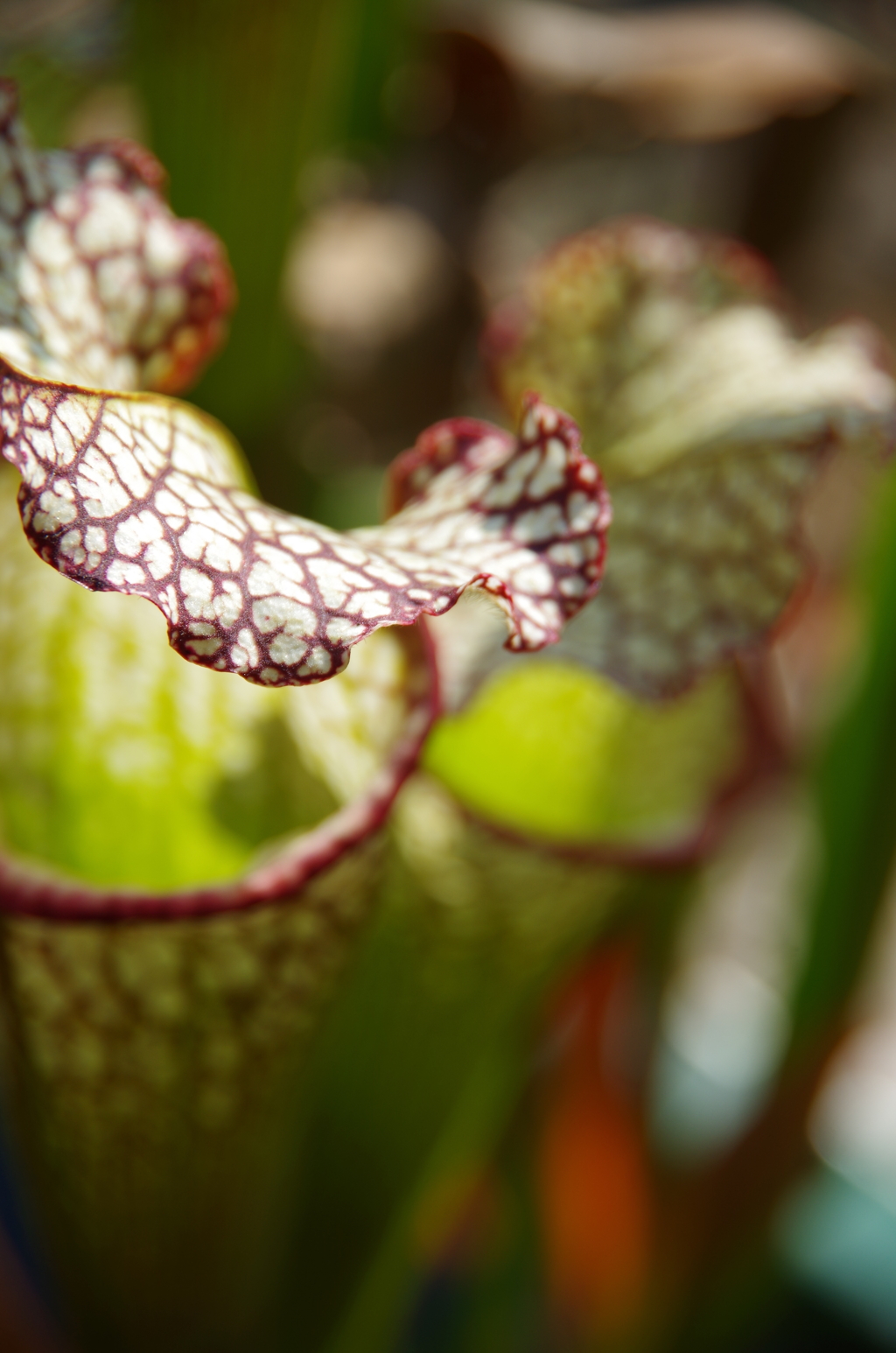 モンスター　か弱き