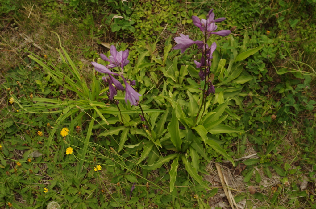 IMGP7593