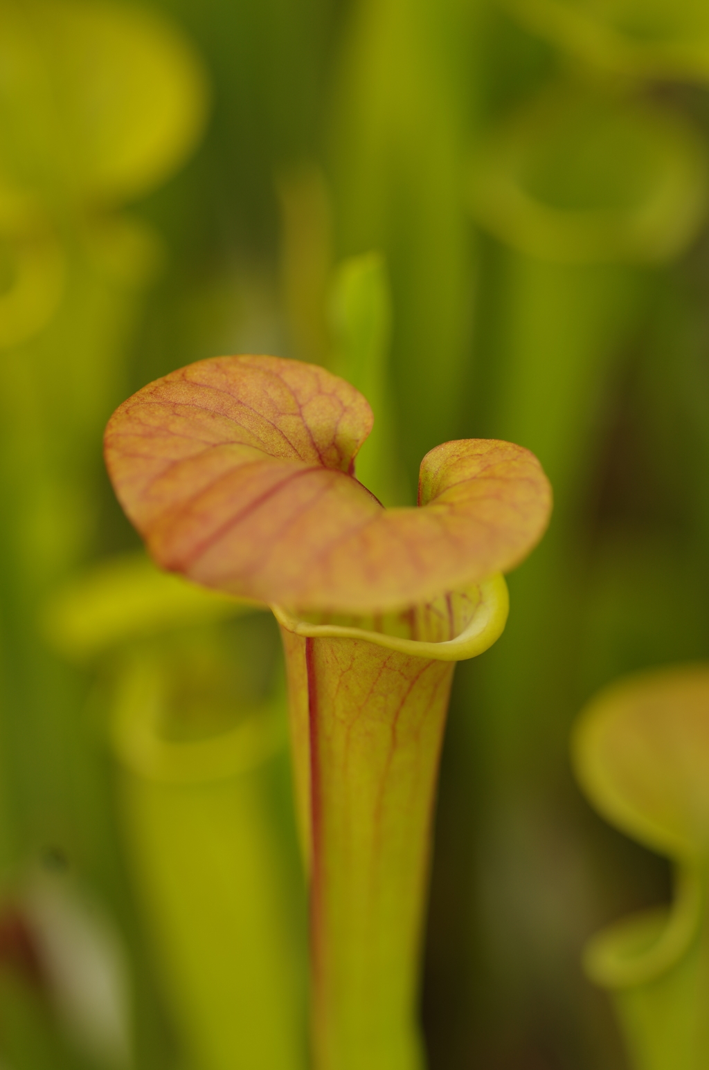 無筋　クープレア