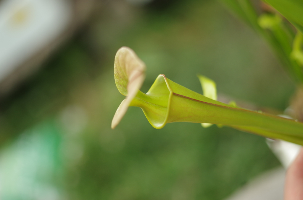 孤独なフラバ　オルヌタ