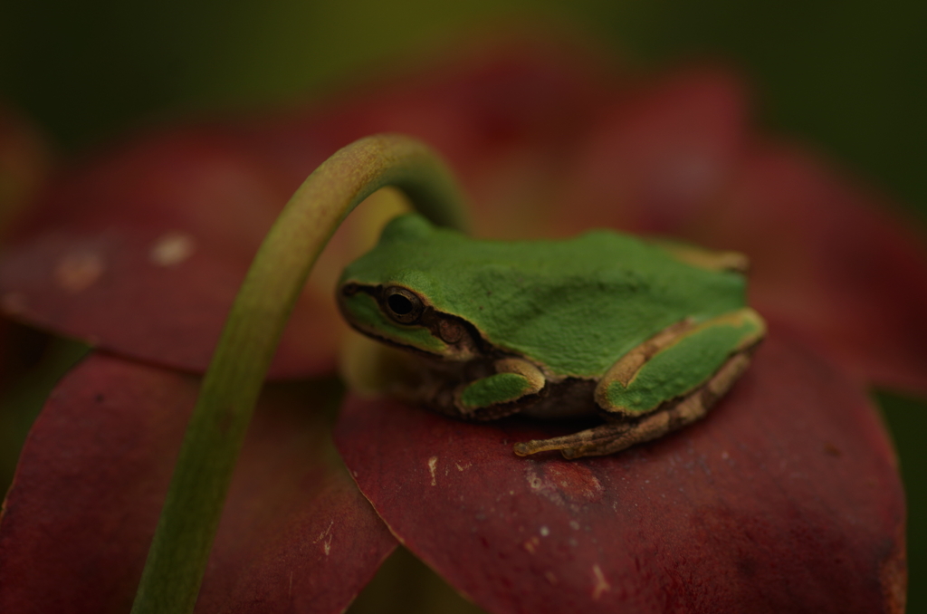 変えるとサラセニア