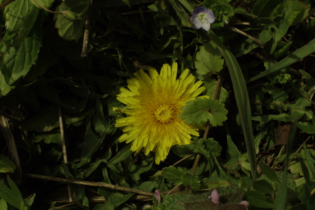 IMGP4457