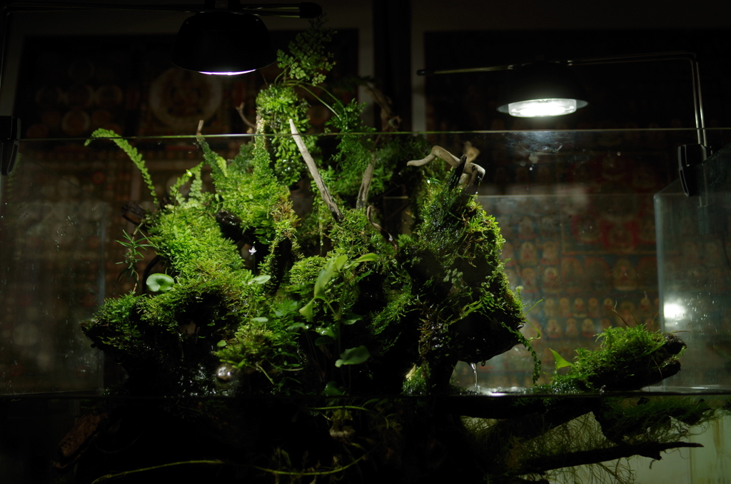 きょじゅうちｄｈ