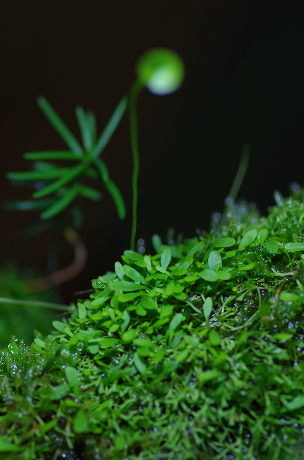 耳かき草群生地