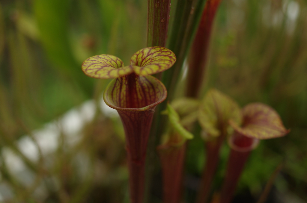 地獄　ヘル　デビル　赤鬼