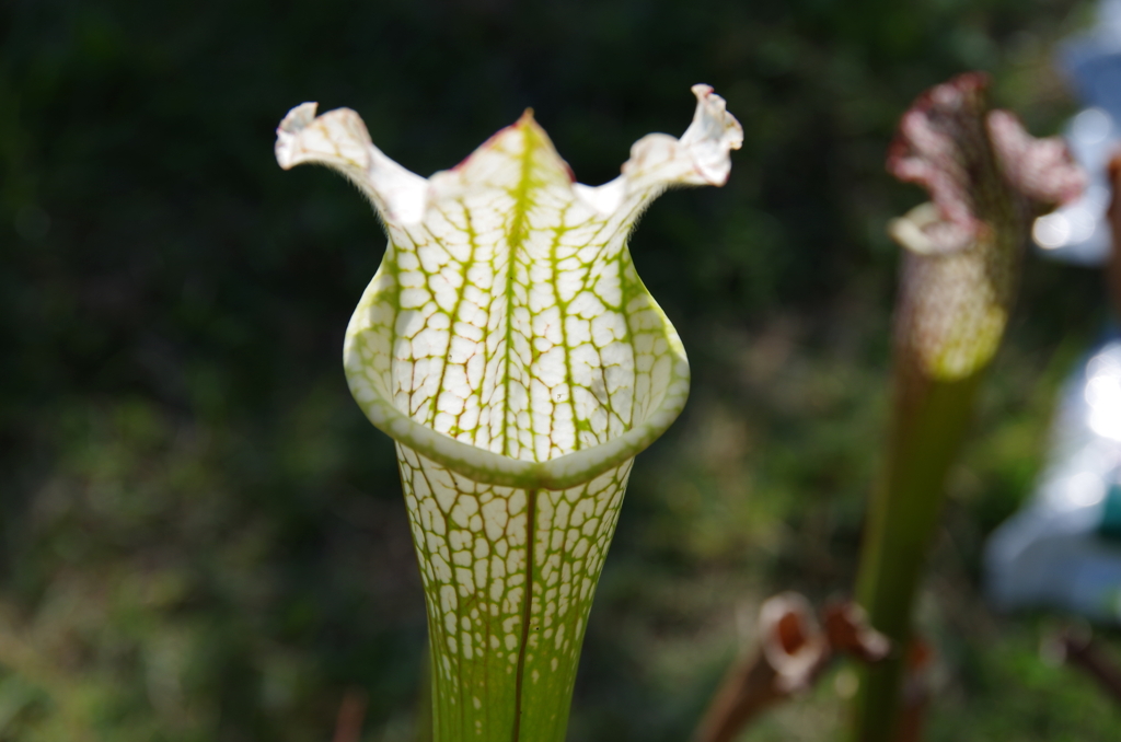 IMGP0419