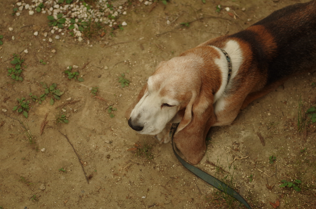 田舎スフィンクス