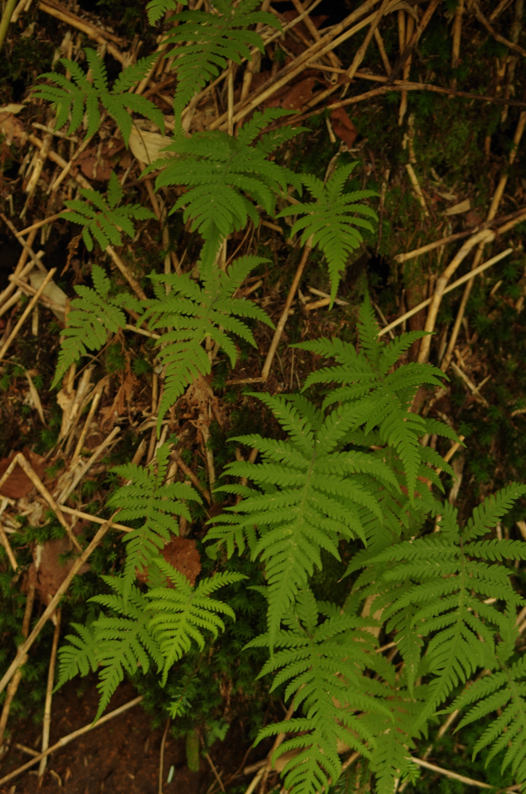 IMGP7724